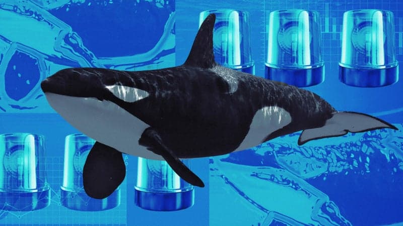 Dormant bitcoin whale holding over $50 million in BTC wakes up for first time in 13 years